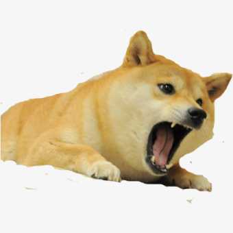 Shiba Inu dog lying down with mouth open, showing teeth, on a white background